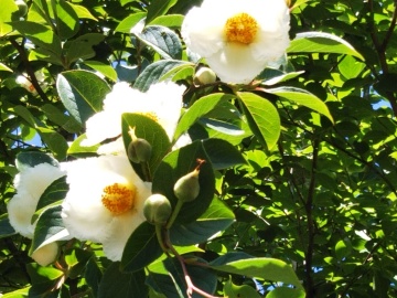 *【季節の花々】6月より「夏椿」をご覧いただけます。