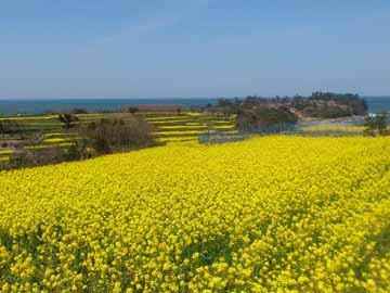 長崎鼻【4月】約１２ヘクタールの花畑と周防灘が広がる景勝地。