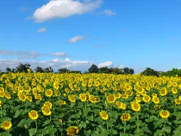 長崎鼻【8月】約１２ヘクタールの花畑と周防灘が広がる景勝地。