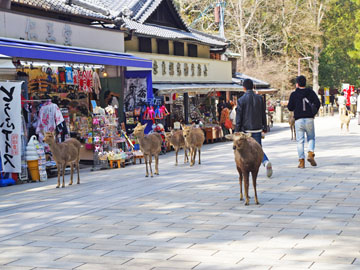 【当館周辺】東大寺前の道にて。。お土産物のお店など賑っております♪