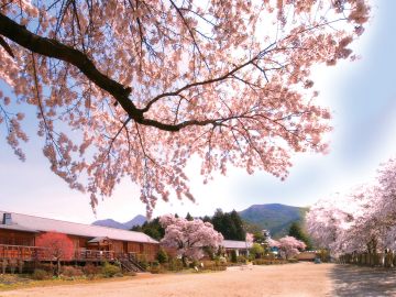 *校庭に咲く桜と木造校舎｜懐かしさに包まれる特別な時間
