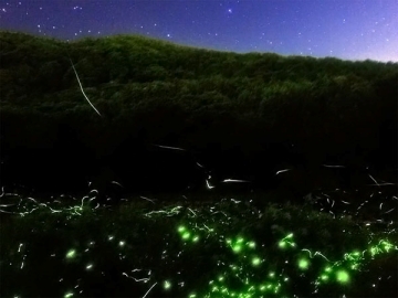 *やさしく灯るホタルの光（イメージ）