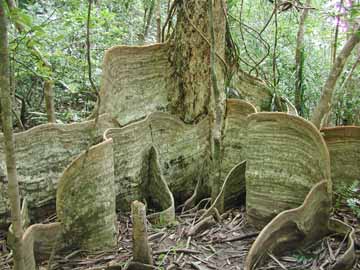 *【サキシマスオウの木】本州とは違う植物を見られるのも楽しみの一つ！