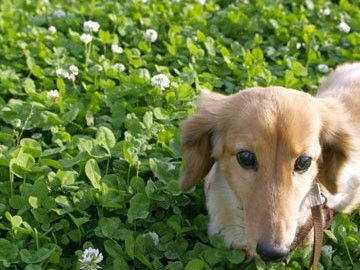 【ペット同宿】素泊まり。小型犬なら一緒のお部屋で同宿可能！ワンちゃんとの家族旅行におすすめ