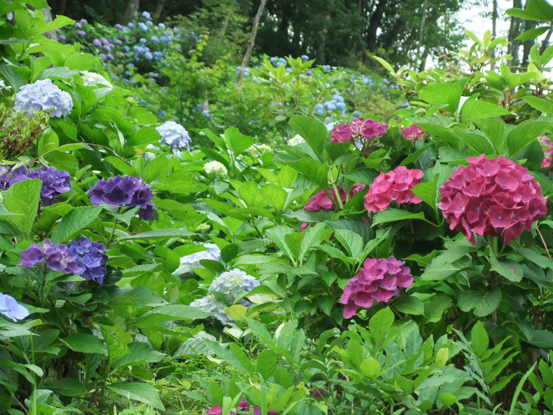 【紫陽花】6月下旬～8月中旬にかけては紫陽花もオススメ♪