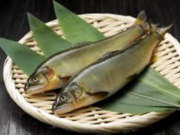 *広島を代表する一級河川・太田川で育った天然鮎