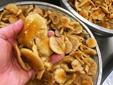 *［当館の食材］秋の季節は天然ナメコ！この天ぷらも美味しいですよ！