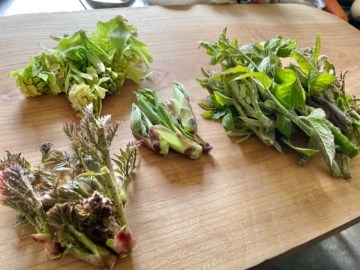 毎日、調理する前にカゴを背負って採ってくる！一切の妥協なし！