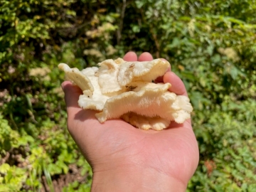 *何が採れるかは山に入ってからのお楽しみ！