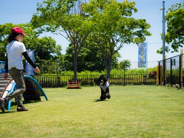 当館看板犬プードルのカバタくんです♪皆様をお待ちしております！