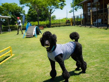 当館看板犬プードルのカバタくんです♪皆様をお待ちしております！