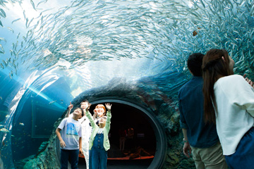 *上越市立水族博物館「うみがたり」/当館から車で約25分の、大人も子供も楽しめる水族館！
