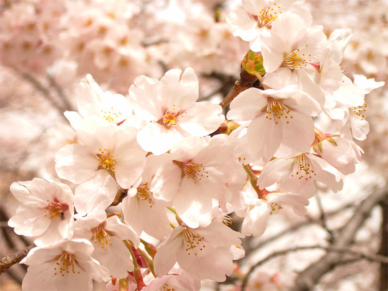 *春の和歌山へ♪「さくらの名所100選」でお花見