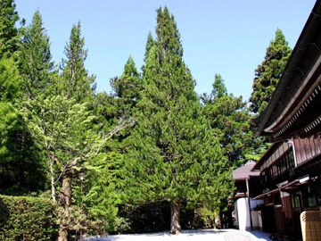 *パワースポット！樹齢200年の高野槇