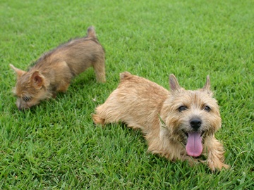 *ペット旅行イメージ