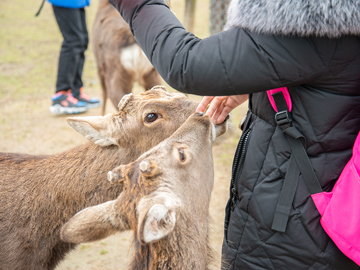 *【奈良公園の鹿】鹿せんべいを持っていると鹿さんがぐいぐいと寄ってきます！