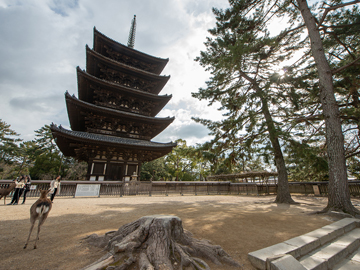 *【周辺観光】当館目の前には五重の塔！世界遺産の興福寺です