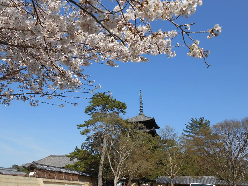 当館目の前、毎年きれいな桜が興福寺五重塔と東金堂を飾るかのようです♪