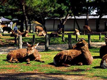 *なら公園も徒歩すぐ♪かわいい鹿が沢山いますよ～♪