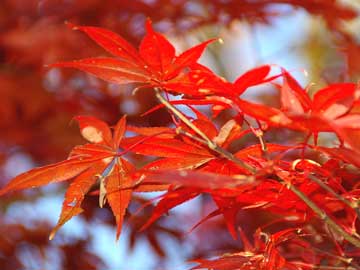 *【紅葉×秋旅】秋を魅力を満喫♪季節を愉しむ秋タビ