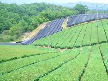 【茶畑】南山城村は宇治茶の産地。茶畑が広がります