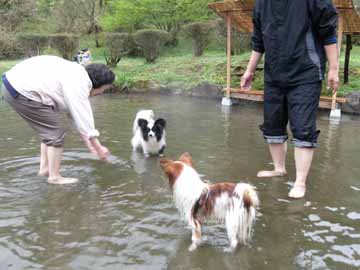 【ペットの足湯】温かくて気持ちいいワン（春夏のみ）