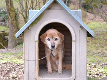 看板犬♪お友達になってね。よろしくワン