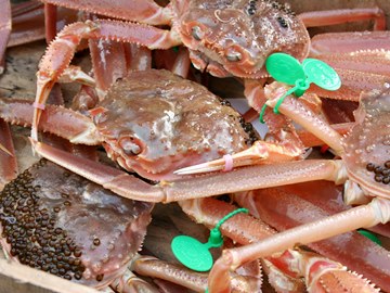 *ちょっと奮発して！産地ならではのタグ付カニ