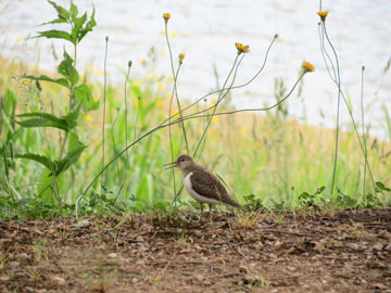 *【周辺】周りを散策すると、たくさんの野生動物に出会えます。