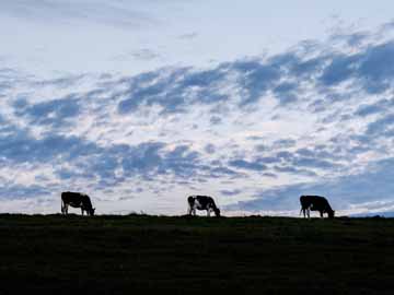 *周辺景色／豊富の乳牛は、人間に管理されすぎずゆったりと放牧されています。