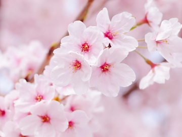 *お花見の名所も沢山！