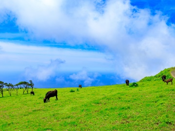 *八丈富士牧野・ふれあい牧場／年中無休・入場無料が嬉しい動物達とのふれあいの地。