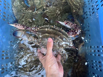 【生け簀】当館は新鮮な魚介類を提供できる生け簀を持っています！獲れたばかりの竹崎蟹をご堪能ください！