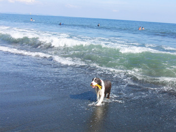 *ペットと宿泊OK／平塚海岸で気持ちよく水浴び♪いつもと違うお散歩にワンちゃんも興奮！