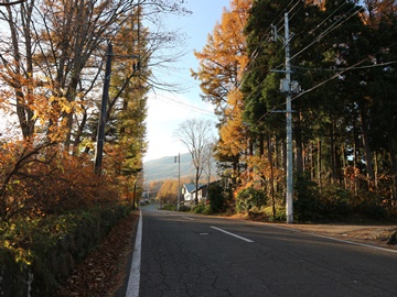 *当館目の前の通り。木々が秋の装いを見せています。