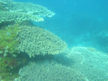 手つかずの自然が残る五島列島の海
