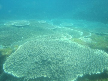 南国ならではのコバルトブルーの海