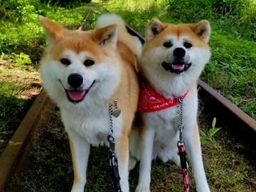 *温（はな）ちゃん&華（ハナ）ちゃん、日々すくすく成長しています！