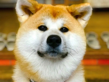 *秋田犬の温（はる）ちゃん。お客様をお迎えします♪