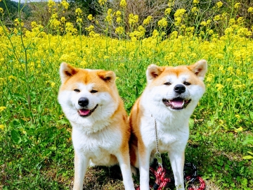*温＆華ちゃん春のひととき。菜の花の前で記念撮影♪