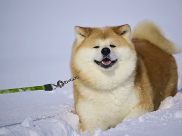 *【秋田犬/看板犬】温（はる）ちゃん＆華（ハナちゃん）仲良くお客様をお出迎えいたします♪