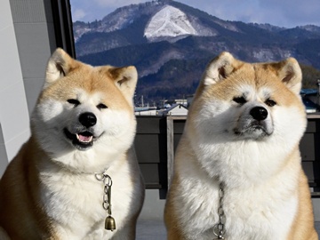 *温（はるちゃん)と華（ハナ）ちゃん。仲良くお客様をお出迎えします