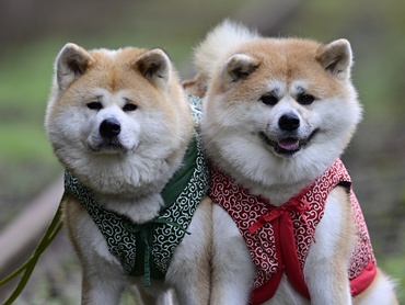 *【秋田犬/看板犬】温（はる）ちゃん＆華（ハナちゃん）仲良くお客様をお出迎えいたします♪