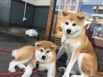 *温（はるちゃん)と華（ハナ）ちゃん。仲良くお客様をお出迎えします