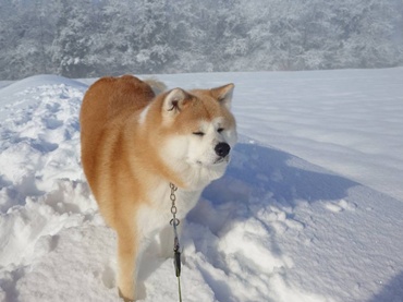 *【秋田犬/看板犬】温（はる）ちゃん＆華（ハナちゃん）仲良くお客様をお出迎えいたします♪