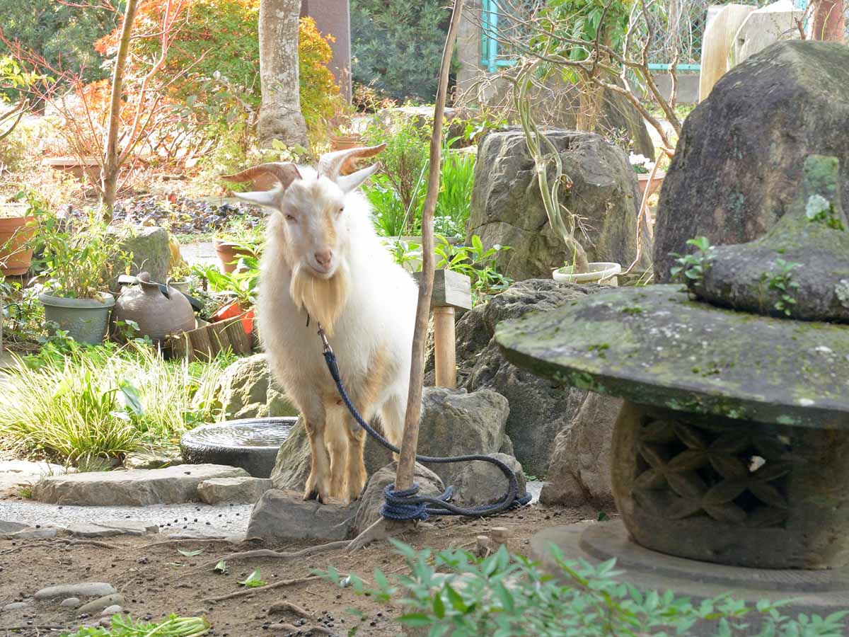 *【九兵衛】当館の看板ヤギ★たくさんのお客様から愛されております♪