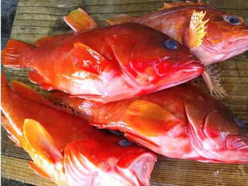 赤魚