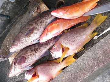 新鮮な魚たち