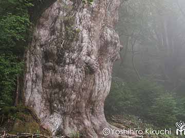 【縄文杉】屋久島に来たなら見ておきたい!樹齢7200年とも言われる屋久島の主です。