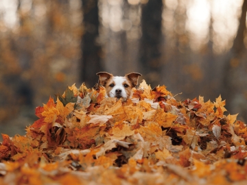 *ワンちゃんプラン／紅葉へと向かう白馬の静かな秋の朝を、ぜひ愛犬と一緒にお楽しみください